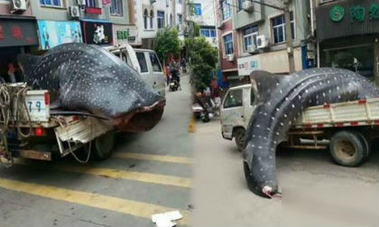 Mang cá mập voi quý hiếm diễu hành và thịt ngay trên phố