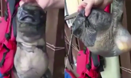 'Quái vật' cá đột biến có hai miệng sa lưới ngư dân