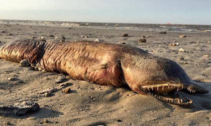 Phát hiện sinh vật kỳ lạ dạt vào bờ biển Texas sau cơn bão Harvey