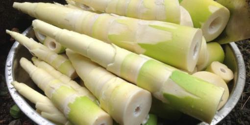 Những người bị bệnh này mà cố ăn măng thì chẳng mấy 'ra nghĩa địa)