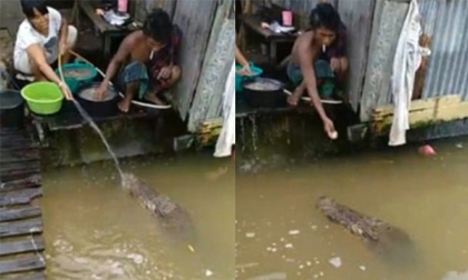 Phát hoảng với cảnh cá sấu 'khủng' vào tận nhà người dân 'xin ăn'