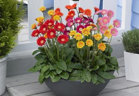 Loài hoa trưng Tết mang lại may mắn, tiền tài cho gia chủ