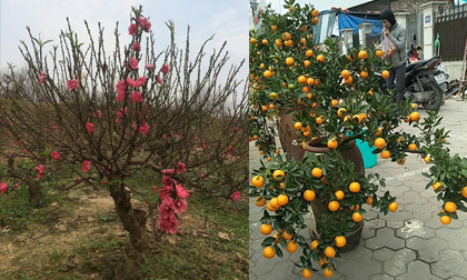 Cách chọn đào, quất đẹp chơi Tết, hợp phong thuỷ