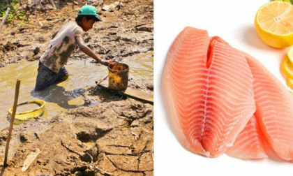 Bạn nên và không nên ăn loại cá như thế nào?