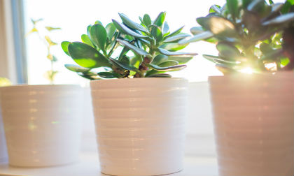 Luật phong thủy chỉ bạn cách làm ngôi nhà thoát khỏi sự u buồn, tiêu cực