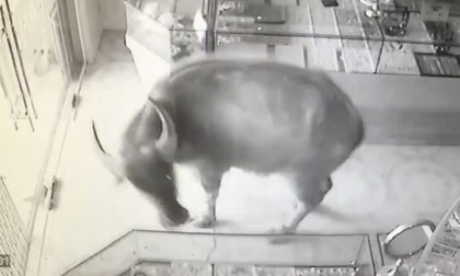 Clip trâu điên lao vào 'cướp' tiệm vàng khiến dân mạng cười không ngậm được miệng