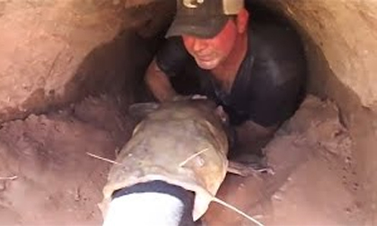 Tròn mắt kinh ngạc khi thấy con vật khổng lồ người đàn ông kéo ra từ chiếc ống cống