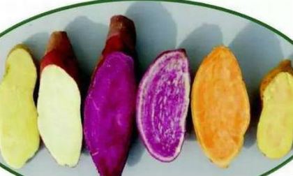 Khoai lang vàng, trắng, tím, loại nào tốt nhất và ngon nhất?