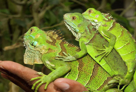 Top 10 Giống Rồng Nam Mỹ (Iguana) morph (lai tạo) được nhiều người ưu chuộng