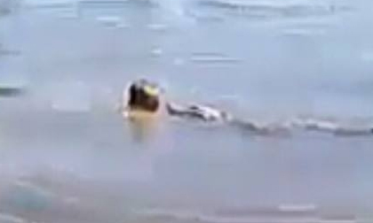 Choáng: Người đàn ông vô tư chơi đùa với đàn cá sấu giữa hồ