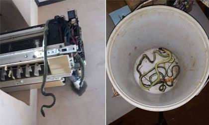 Rắn chui vào điều hòa: Lời cảnh báo cho những nhà dùng thiết bị điện này trong mùa hè