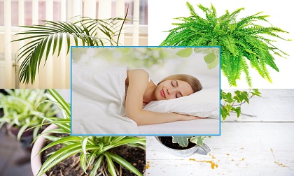 10 loại cây cảnh lọc chất độc trong phòng ngủ, tốt cho sức khỏe đã được khoa học chứng minh