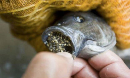 Lý do vì sao nên ngừng ăn cá rô phi càng sớm càng tốt