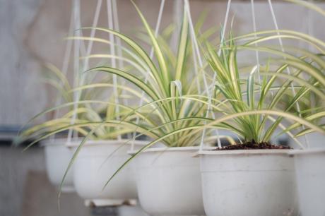 6 loại cây người giàu không bao giờ bày trong nhà, tránh quét sạch tài lộc, xua đuổi vận may