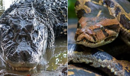 Trăn Ấn Độ trả giá bằng mạng sống vì coi thường cá sấu