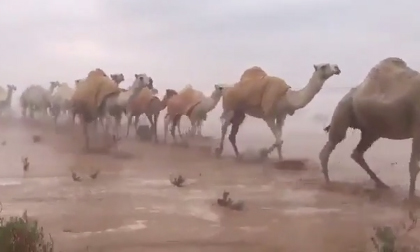 Cảnh tượng chưa từng xuất hiện trên sa mạc Ảrập 'gây bão' cộng đồng mạng