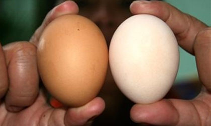 Người bán trứng gà sẽ chẳng bao giờ dám nói cho bạn biết những bí mật kinh khủng này