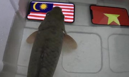 Dự đoán Malaysia thắng chung kết AFF Cup, cá tiên tri nhận cái kết đắng