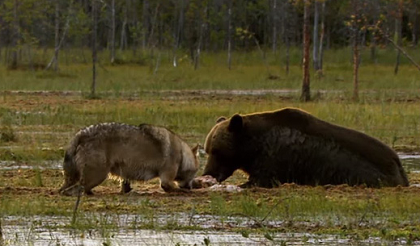 Dùng chiến thuật bầy đàn, chó sói cướp thành công miếng mồi từ gấu nâu nặng 320kg