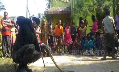 Người dân Ấn Độ quỳ vái lạy trước 2 con rắn hổ mang chúa