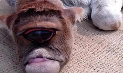 Chú bê một mắt được tôn thờ như vị thần