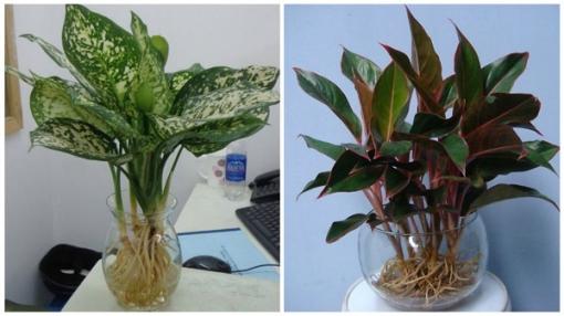 Cuối năm nhớ tìm bằng được loại cây này để đặt trên ban thờ giúp tài lộc, may mắn ùn ùn kéo đến