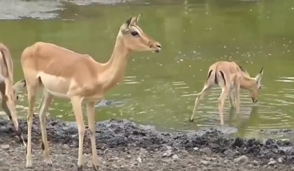 Chỉ một cú ra đòn, cá sấu đã nuốt trọn linh dương