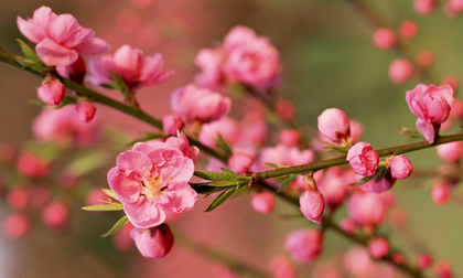 8 loại hoa nên có trong ngày Tết để cả năm gặp nhiều may mắn, phúc lộc ngập nhà