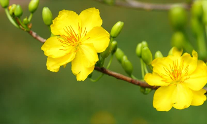 Lời chúc mừng năm mới Tết Kỷ Hợi 2019 hay, xúc động và ý nghĩa nhất