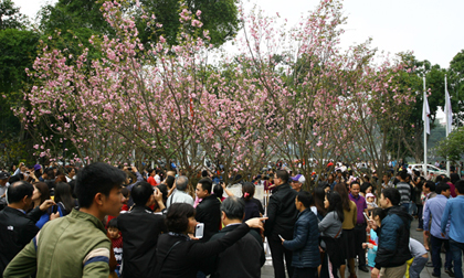 Lễ hội Hoa anh Đào 2019: 100 cây và 20.000 cành hoa anh đào sẽ khoe sắc tại Hà Nội