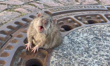 9 người giải cứu 1 chú chuột mắc kẹt ở nắp hố ga vì... quá béo