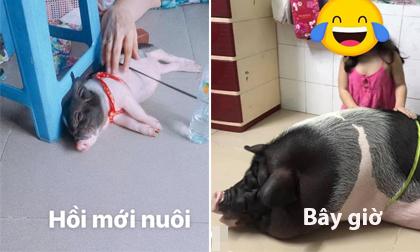 Mua heo mini để nuôi làm cảnh, cô gái sốc khi biết sự thật