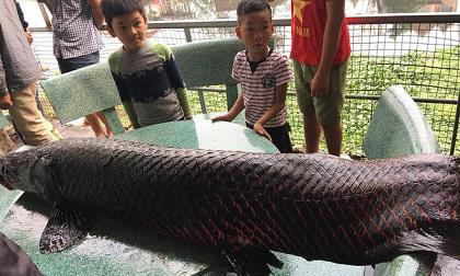 Sự thật ngỡ ngàng về cá 'khủng' dân bắt được ở sông Nhuệ