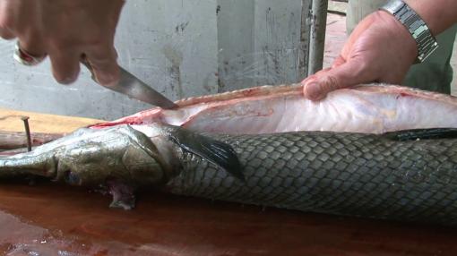 Vào nhà hàng ăn cá sấu hỏa tiễn, 5 người nhập viện