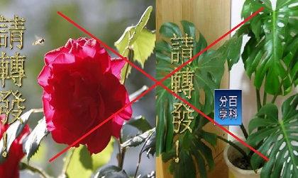 Phong thủy: Đừng đặt 2 chậu cây này trong nhà nếu không tương lai sẽ xấu cả đời