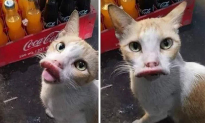 Hậu quả của việc chơi với ong... loạt ảnh khiến cư dân mạng được trận cười không ngớt