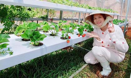 Khoe vườn rau sạch nhưng Lý Nhã Kỳ lại nhắn nhủ fan: 'Không đòi ăn dâu nha vì không đủ Kỳ ăn nữa đó'