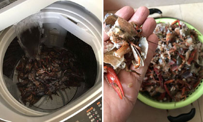 Cặp đôi nhận gạch đá 'ngu hết phần thiên hạ' vì rửa tôm bằng máy giặt và cái kết đắng