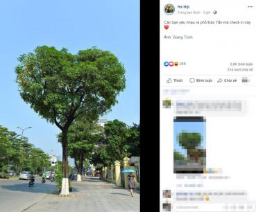 Cây hoa sữa hình trái tim cực 'hot' trên phố Đào Tấn (Hà Nội) khiến các cặp đôi đang yêu nhấn 'like' nhiệt tình