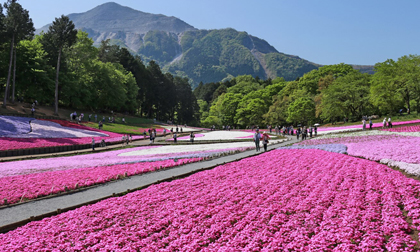 Ngắm mùa hoa lá đỏ và tắm tuyết trong mùa hè tại Nhật Bản, sức hút hấp dẫn khi du lịch tại Nhật Bản