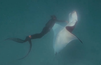 Cá đuối khổng lồ bất ngờ xin thợ lặn cứu mạng