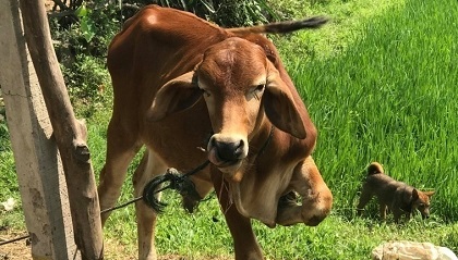 Bắt được bò lạc đem bán, 2 dì cháu dính vào lao lý