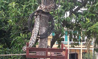Dân mạng xót thương cho trăn khủng bị dân bắt làm thịt ở Phú Thọ