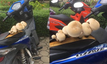 Nấm mọc thành chùm đầy yên xe khi bị chủ 'bỏ bê'
