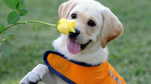 3 con giáp may hết phần người khác, đỏ từ cuối năm nay qua cả năm sau: Giàu khó ai bì kịp