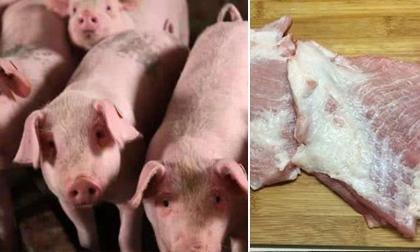 Bộ phận bẩn nhất của lợn đừng dại mà ăn kẻo mang họa