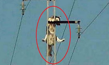 Trèo lên đỉnh cột điện, chú chó khiến khổ chủ phải 'khóc thét' mỗi khi 'giải cứu'