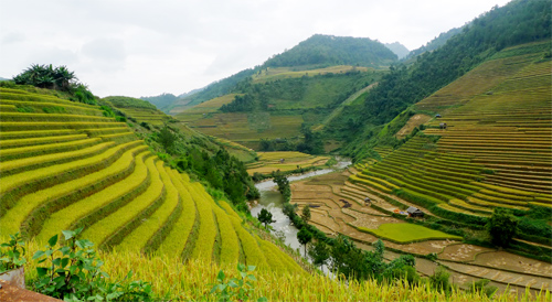 Mù Cang Chải,lúa chín,ruộng bậc thang,đẹp