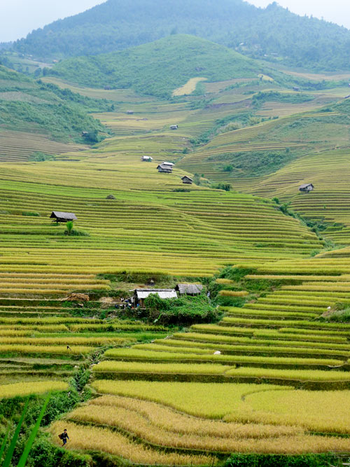 Mù Cang Chải,lúa chín,ruộng bậc thang,đẹp