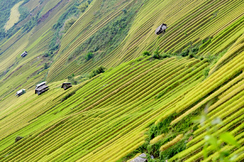 Mù Cang Chải,lúa chín,ruộng bậc thang,đẹp